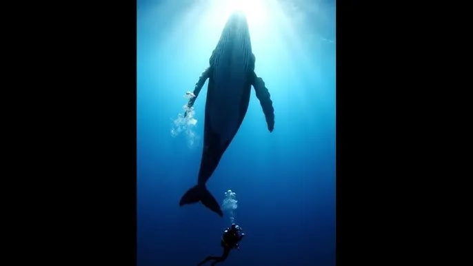 好妈妈中字片 - 深蓝星球：探索海洋深处的未知世界